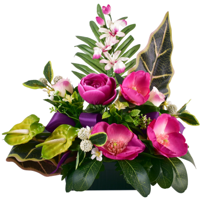 Renoncule Bouton orchidée Magnolia
