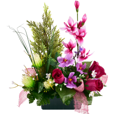 Orchidée Rose Cyprès Oignon aiguille