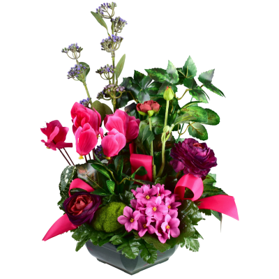 Cyclamen Saint Paulia Renoncule