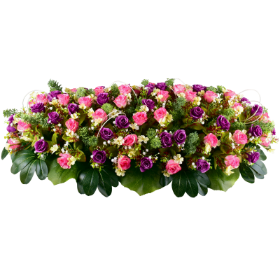Hermine : Rose fleurette cyprès