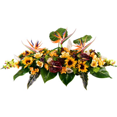 Ysalis : Anémone tournesol daisy