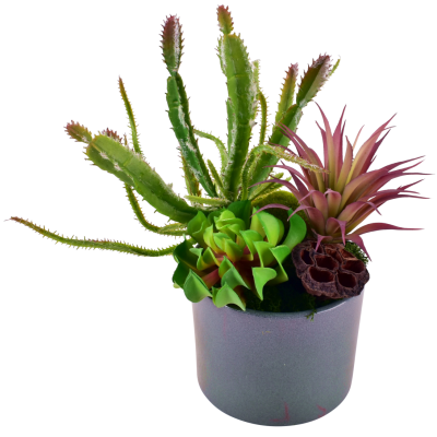 Siane : Echeveria succulent