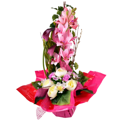 Renoncule Rose Orchidée