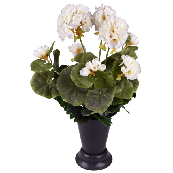 Géranium