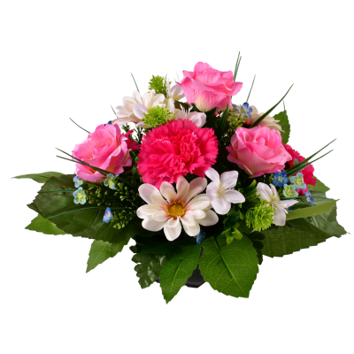 Rose Oeillet Daisy