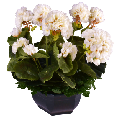 Géranium