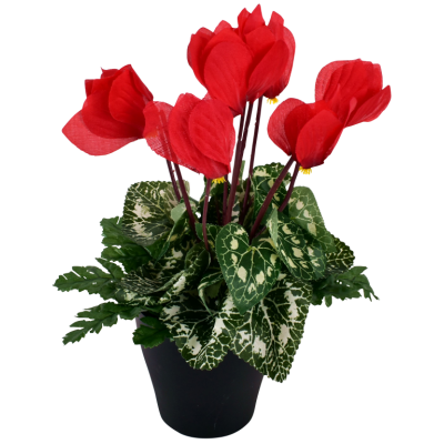 Cyclamen