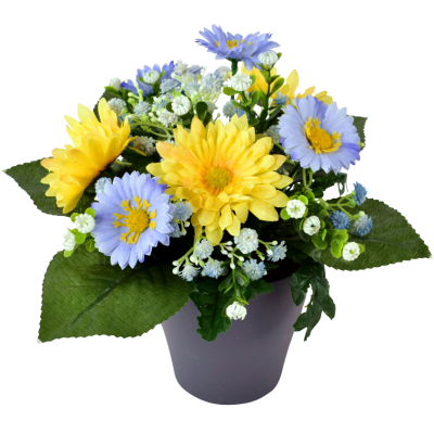 Gerbera Daisy