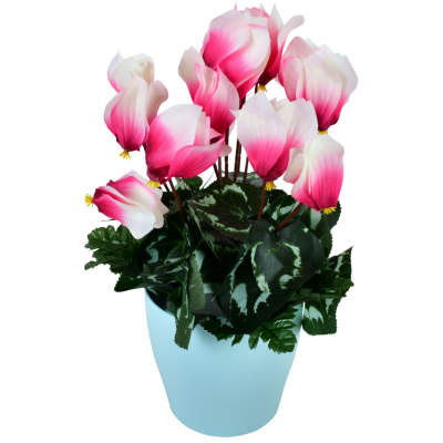 Cyclamen