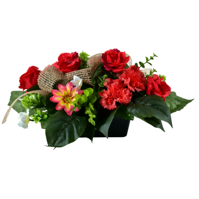 Rose Oeillet Daisy