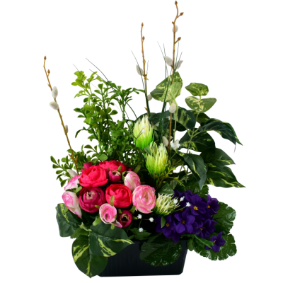 Renoncule St Paulia Saule