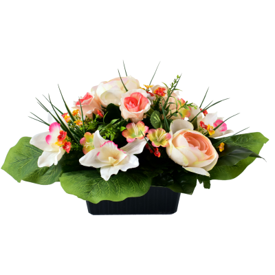 Renoncule Rose Orchidée