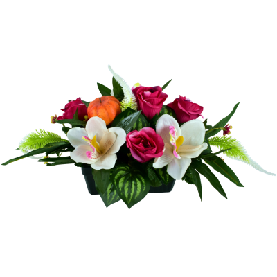 Rose Cymbidium