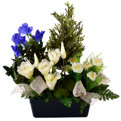 Pétunia Lysianthus Cyprès
