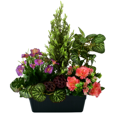 Pétunia Oeillet Cyprès