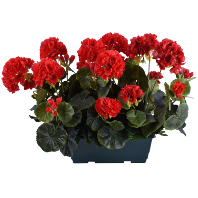 Géranium