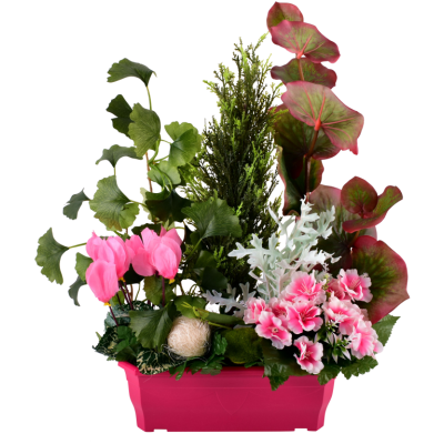 Cyclamen Bégonia Fleurette