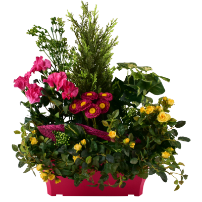 Rosier Soucis Pétunia Cyprès