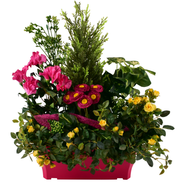 Rosier Soucis Pétunia Cyprès