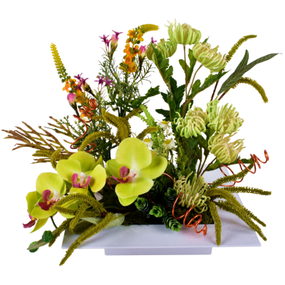 Orchidée Astilbe Shamrock