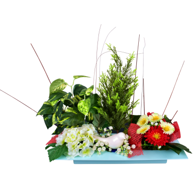 Daisy Hortensia Gypso