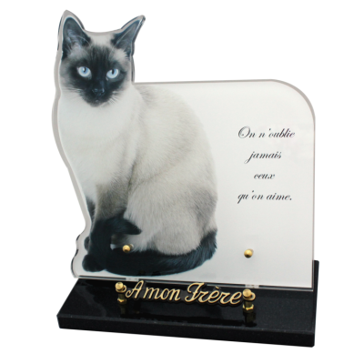 Chat siamois - photo découpée