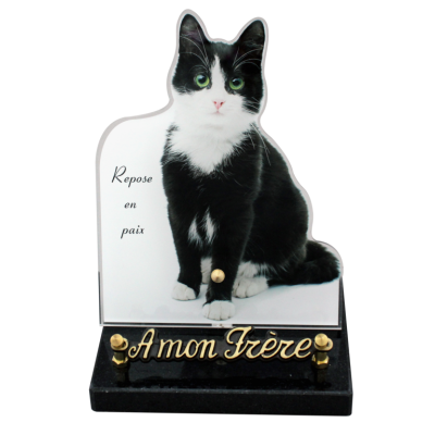 Chat noir et blanc -photo découpée