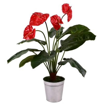 Coupe Anthurium