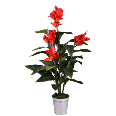 Coupe Canna