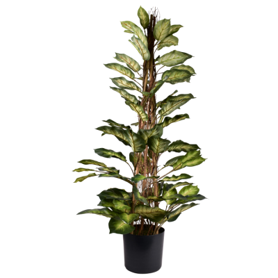 Coupe Dieffenbachia