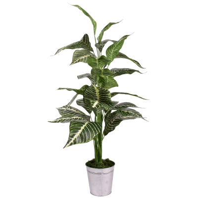 Coupe Calathéa