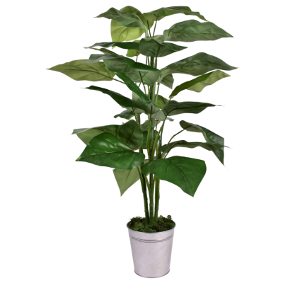 Coupe Marantha
