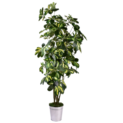 Coupe Schefflera
