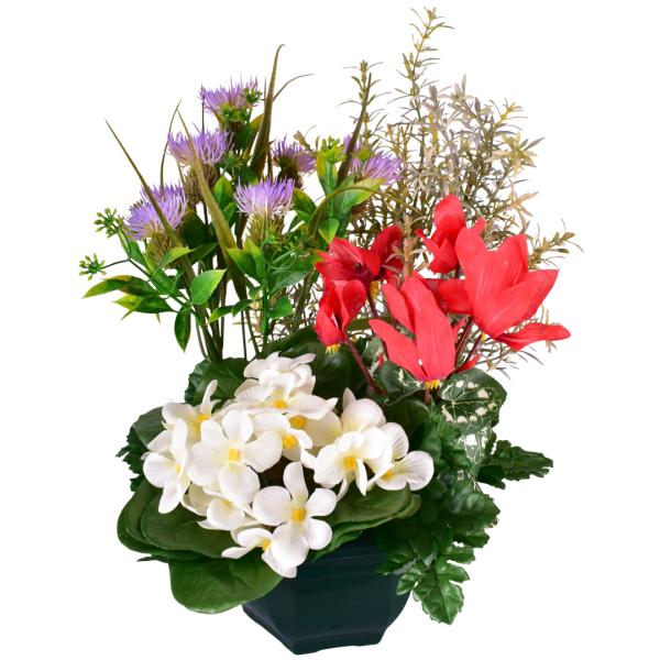 CYCLAMEN