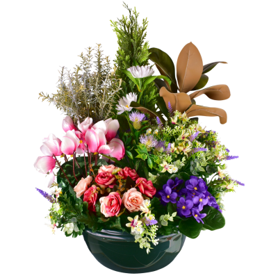 CYCLAMEN GARDENIA SAINT PAULIA