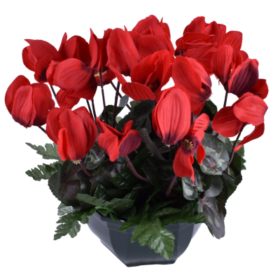 Cyclamen