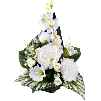 Pivoine cymbidium rose