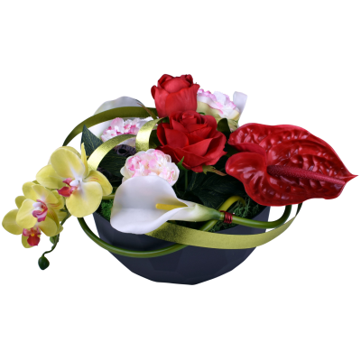 Phalaenopsis Rose Pivoine