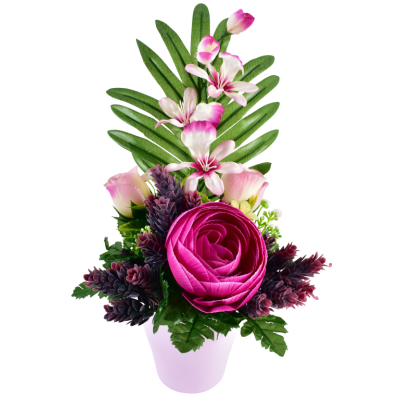 Renoncule Bouton Orchidée